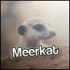 Go to 0Meerkat0's profile