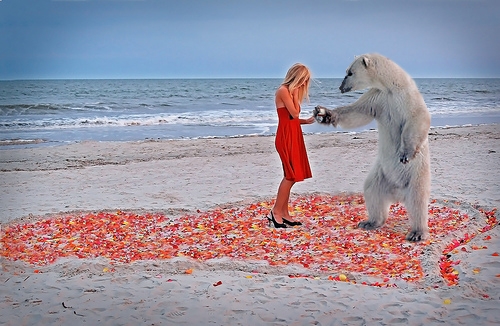 Bear Proposal