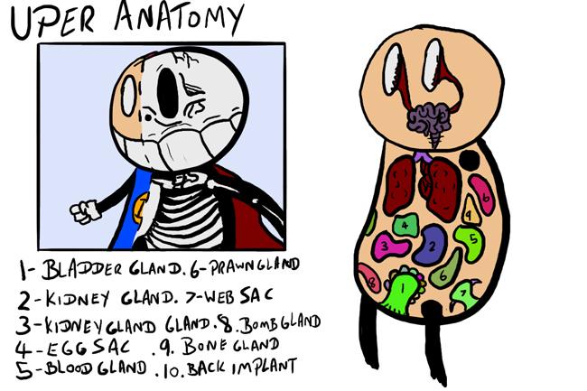 Uper anatomy