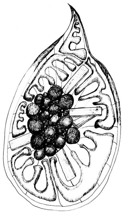 Woodfruit