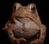 Go to Chubbytoad's profile