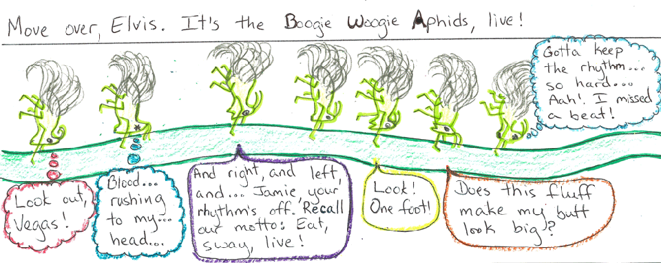 Boogie Woogie aphids