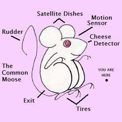 Mouse Diagram