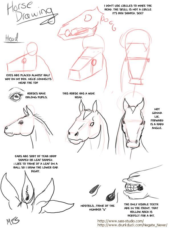 Drawing a Horse by Modesty 1