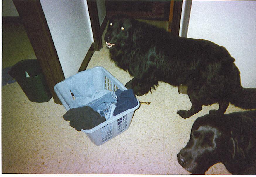 In memorium: My puppies. Grown up, but always my puppies.