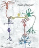 Nodes of Ranvier