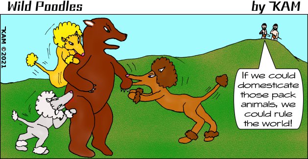 Wild Poodles