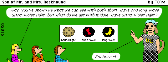 Son of Mr. & Mrs. Rockhound 89