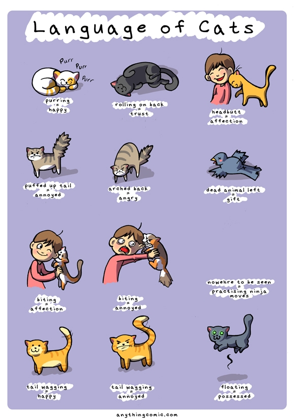 Language of cats