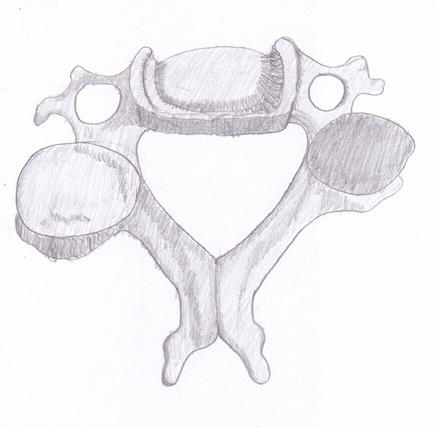 A Cervical Vertibra