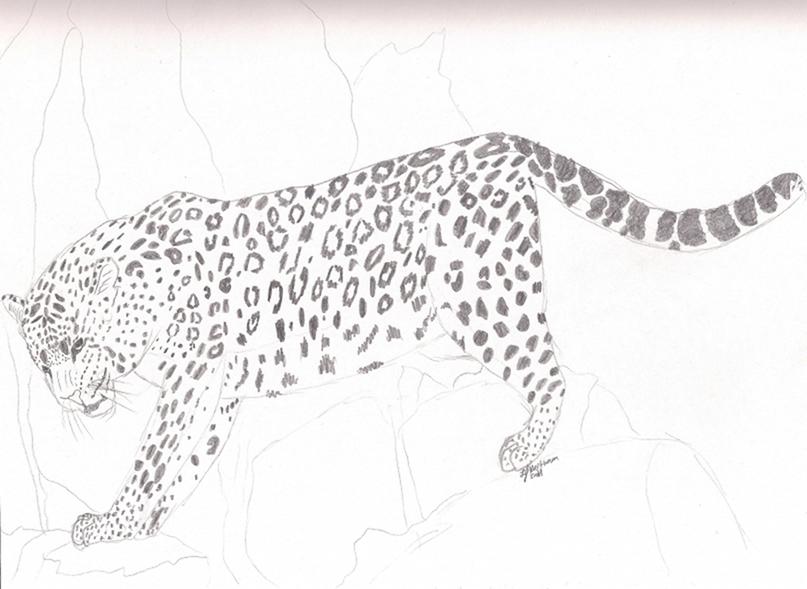 Amure Leopard