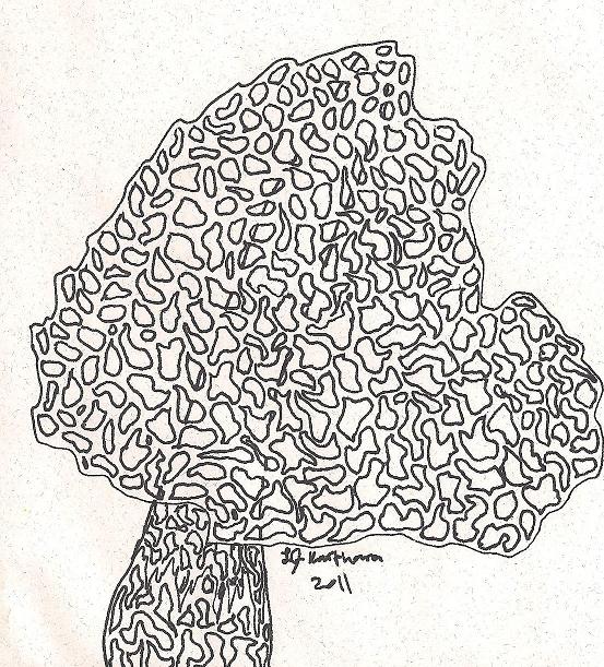 Lace Mushroom