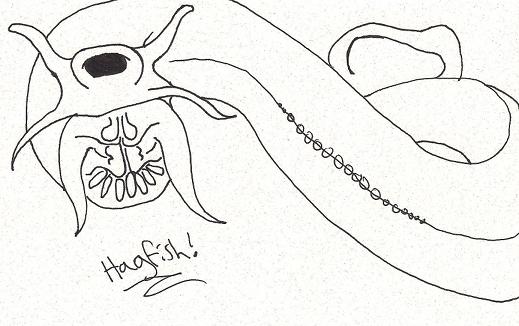 Hagfish