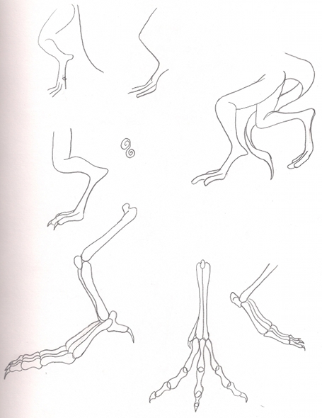 Leg Study 3