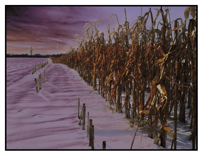 cornfield