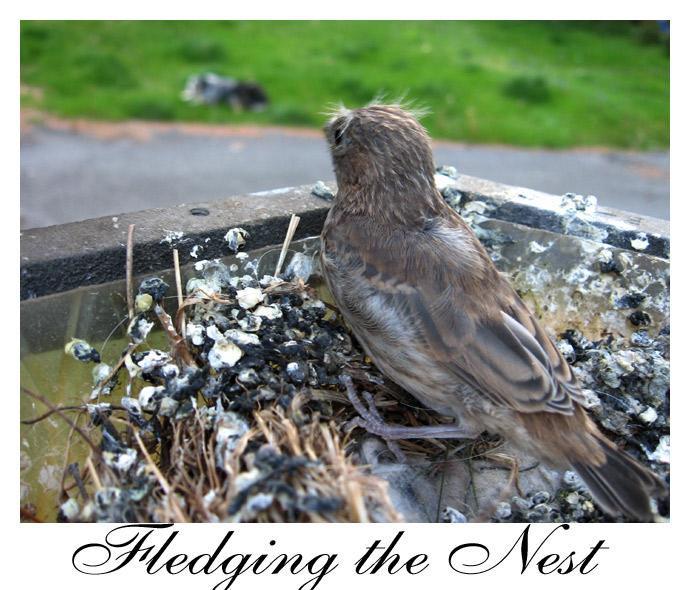 fledging