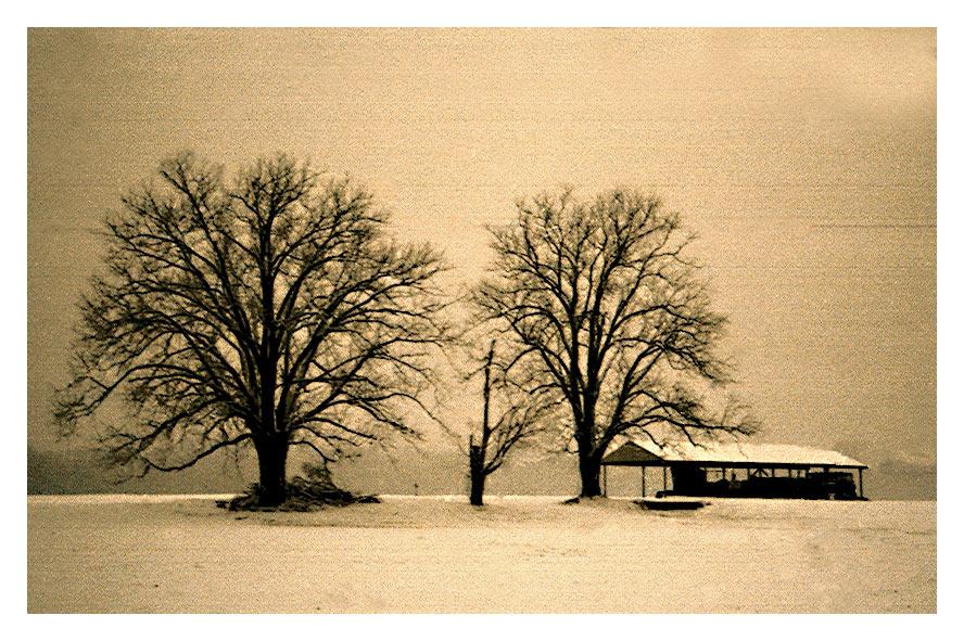 winter trees