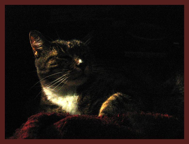 portrait of a cat