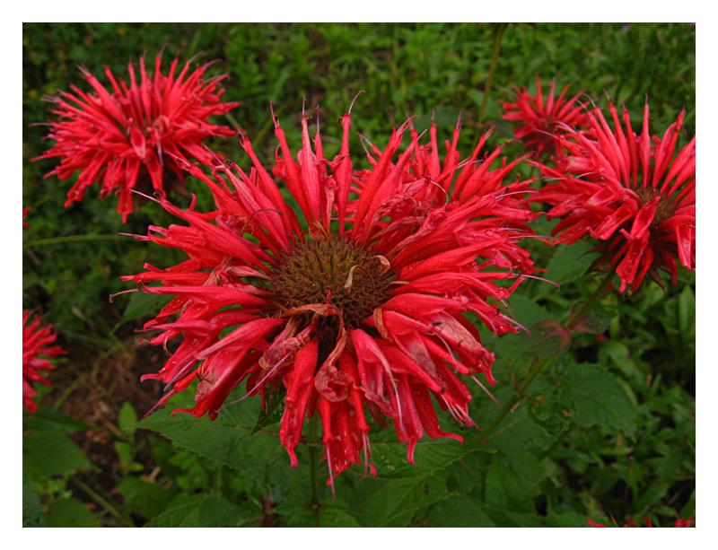 flowers