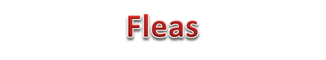 Fleas in the home I