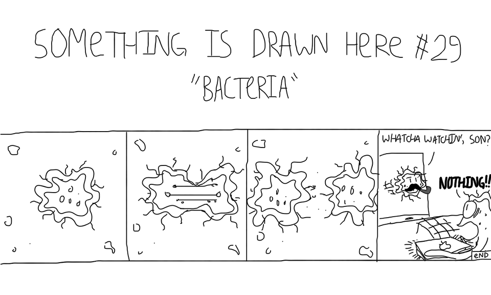 Bacteria