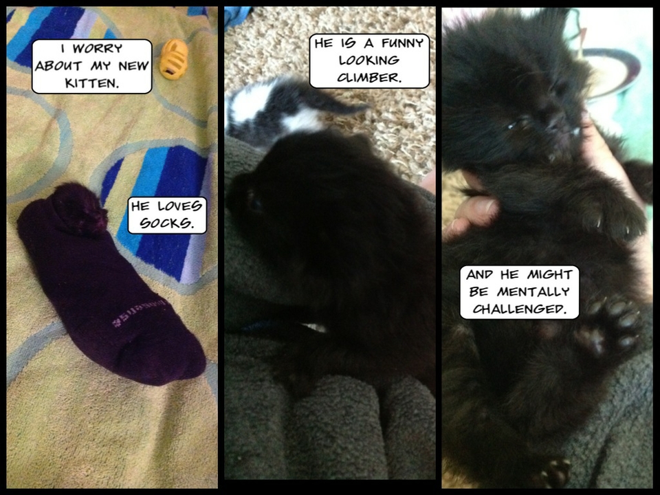 He Looks like an Ewok