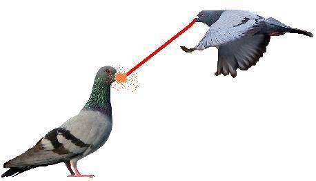 Laser Pigeon