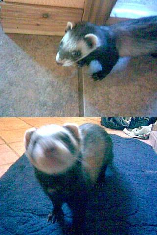 My beloved Ferret!!