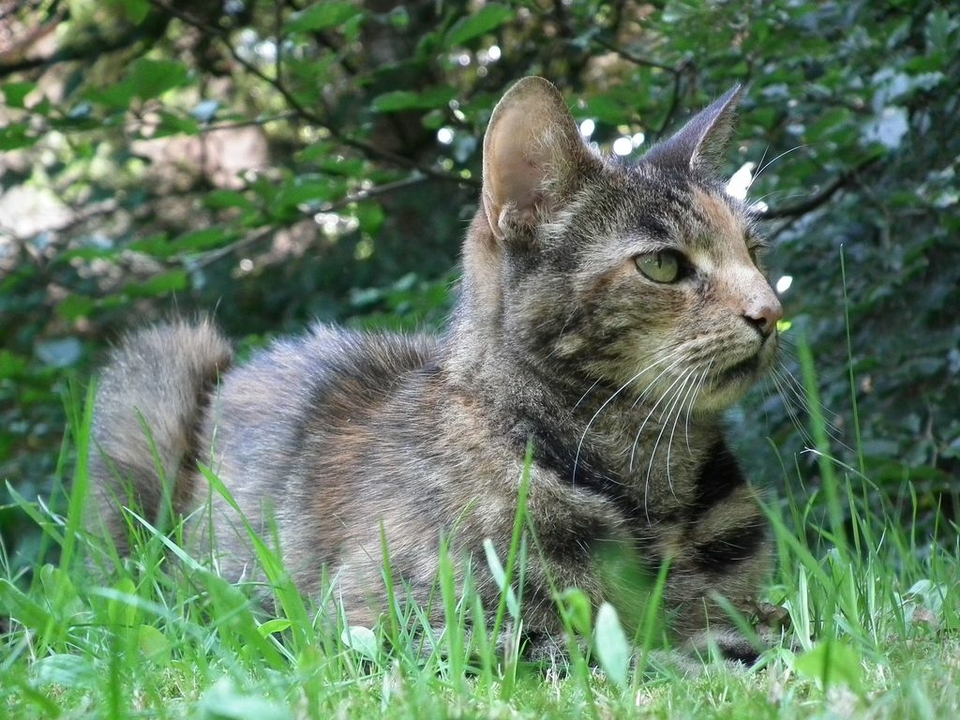 Gundi un Tiger maakt fofftein - aber wi kaamt torüch!