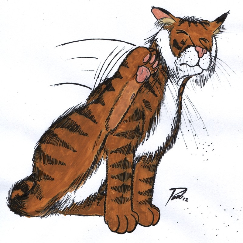 Tiger stubbt sik eerstmal
