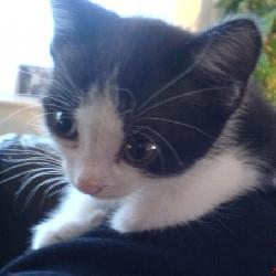 I Cant Think of a Name For This Kitty Page.