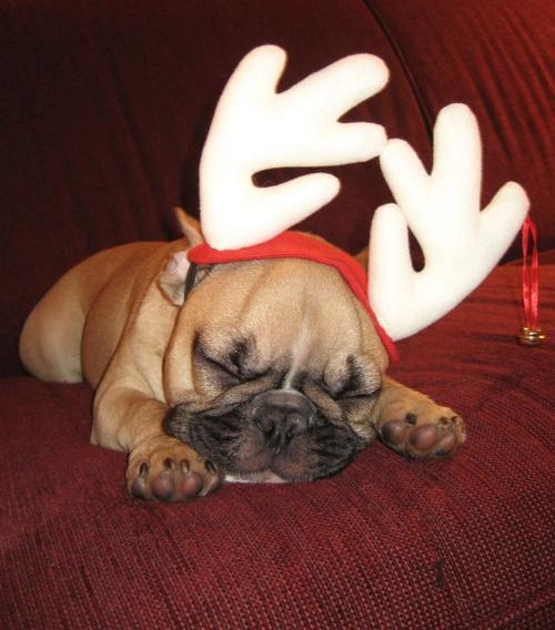 Half Pug Half Reindeer..