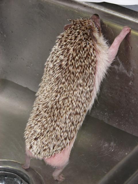 HEDGEHOG ZOMG!!!!!!111