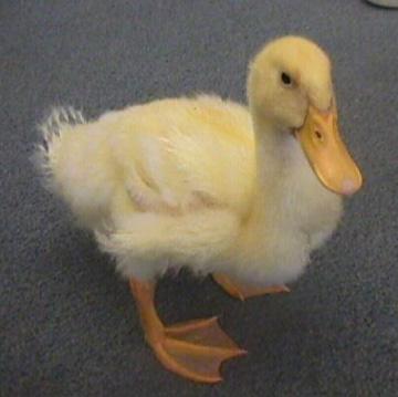 And Now Here is a Duck!