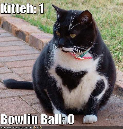 The Age old Fight Between The Kitty And The Bowling Ball Has Ended.