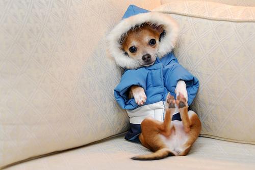 Oh look its a Dog in a coat!