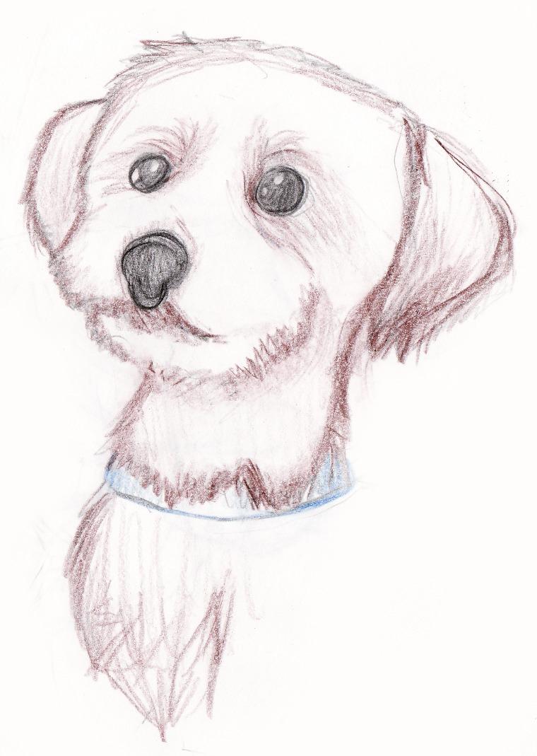 Jack Russell cross Bichon