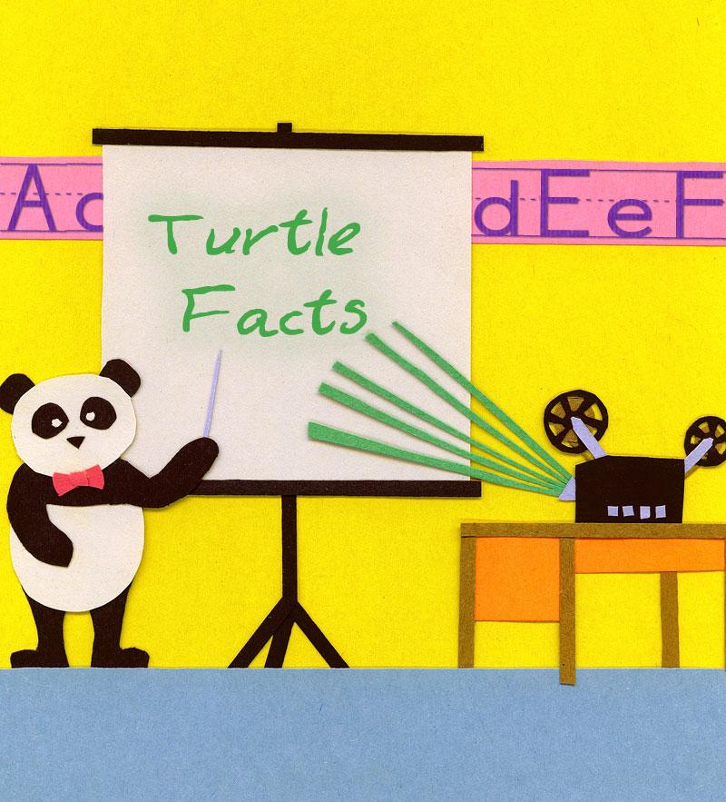 Turtle Facts: Mini Chapter Two