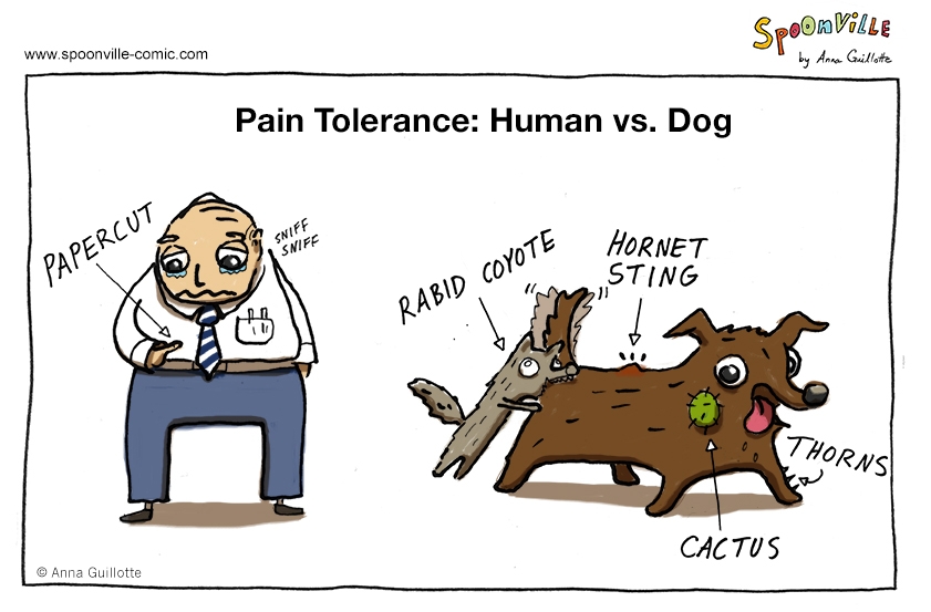 Pain Tolerance: Human vs. Dog