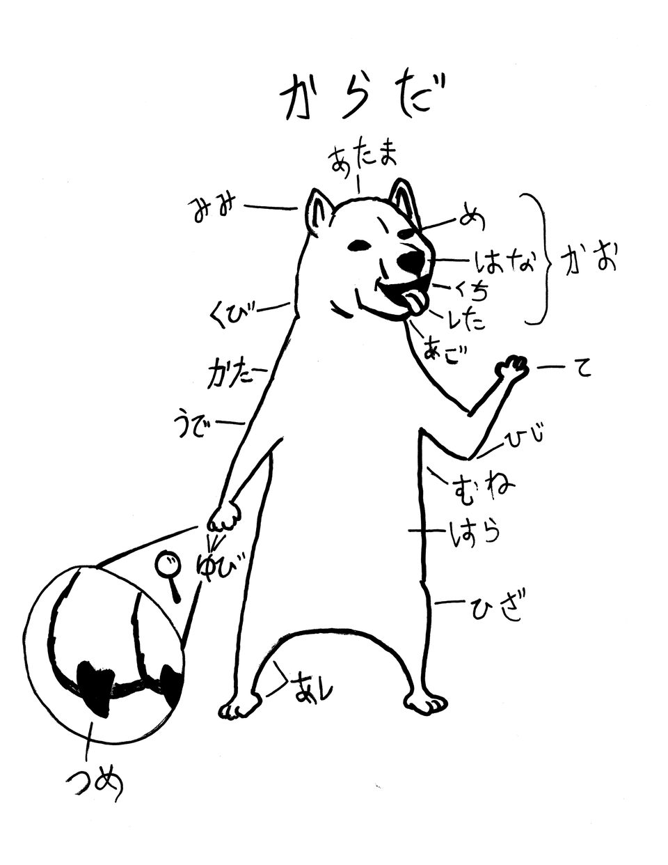SHIBA