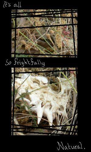 Frightfully Natural