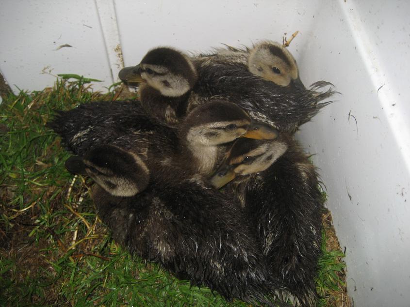 Filler- The Ducklings!!!!! X3