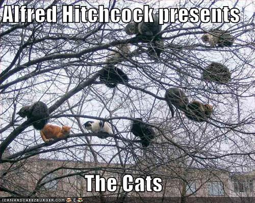 The Birds Sequel