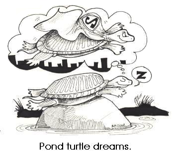 Pond Turtle Dreams