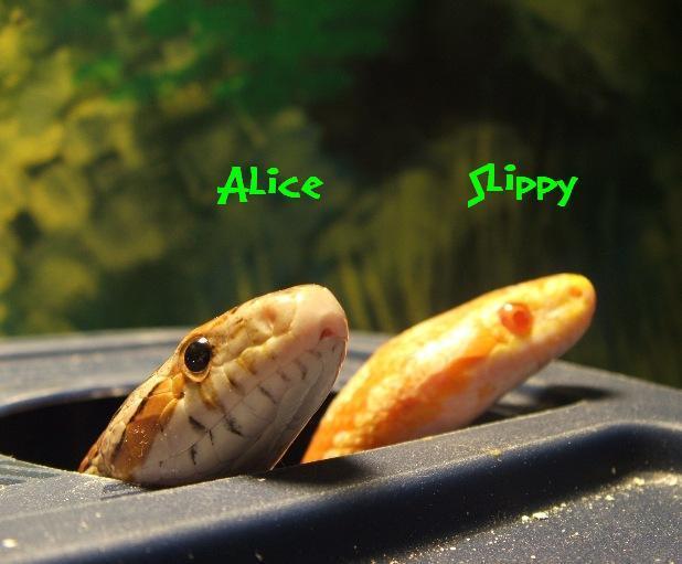 Meet the Real Slippy and Alice