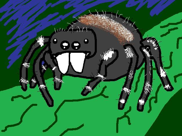 Spiders is Cute