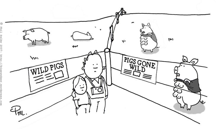 Pigs gone wild