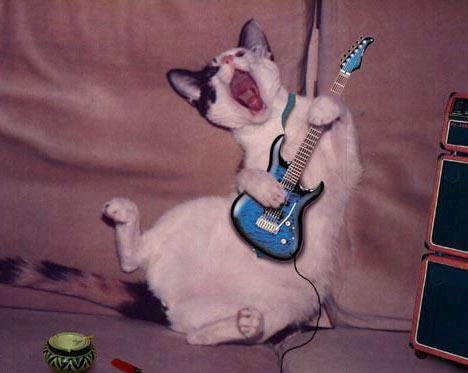 Guitarist Cat