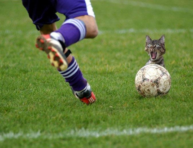 Soccer Cat