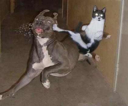 Ninja Cat